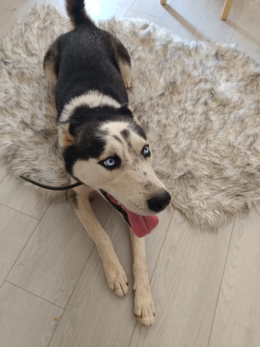 Buscamos una pareja saludable para nuestro ARES Husky Siberiano de 3 años en Antalya