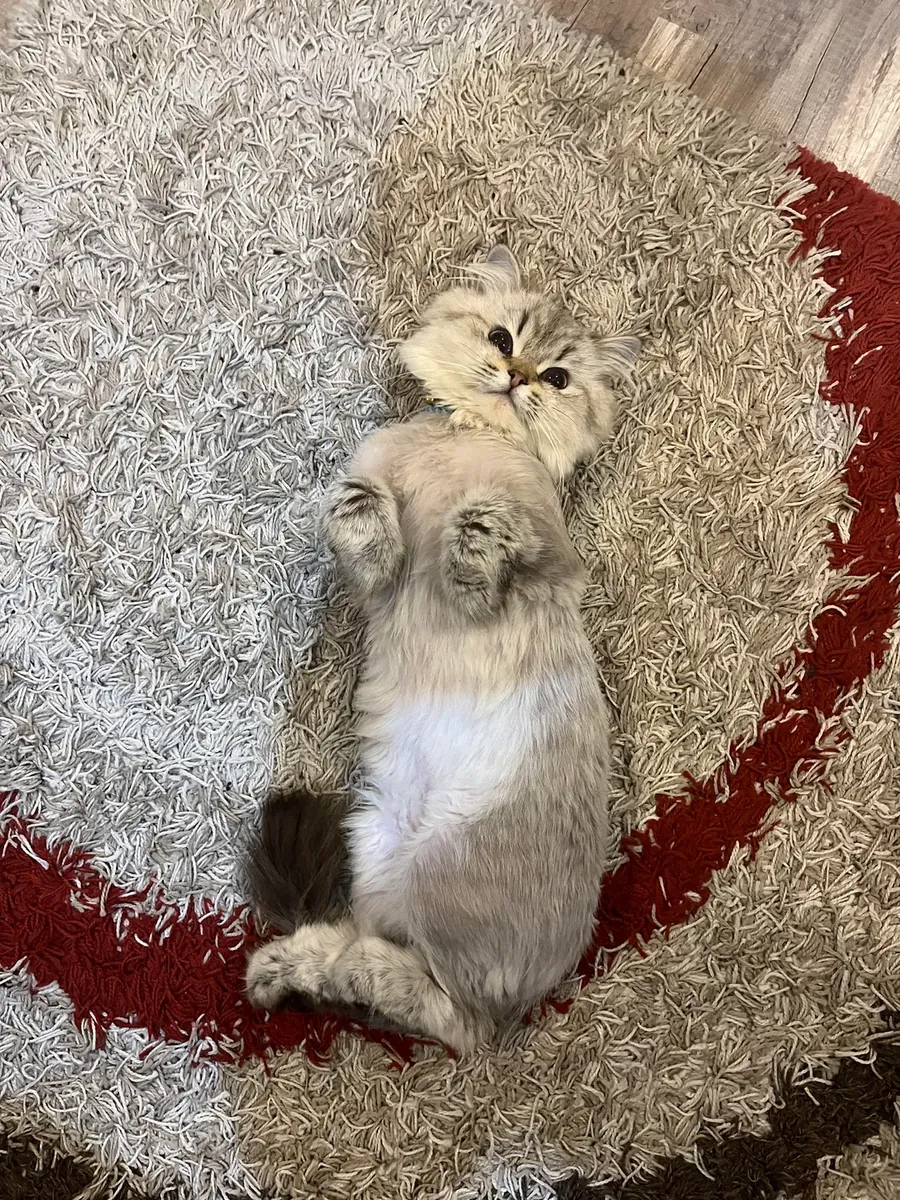 chat de maison calme à poil long britannique