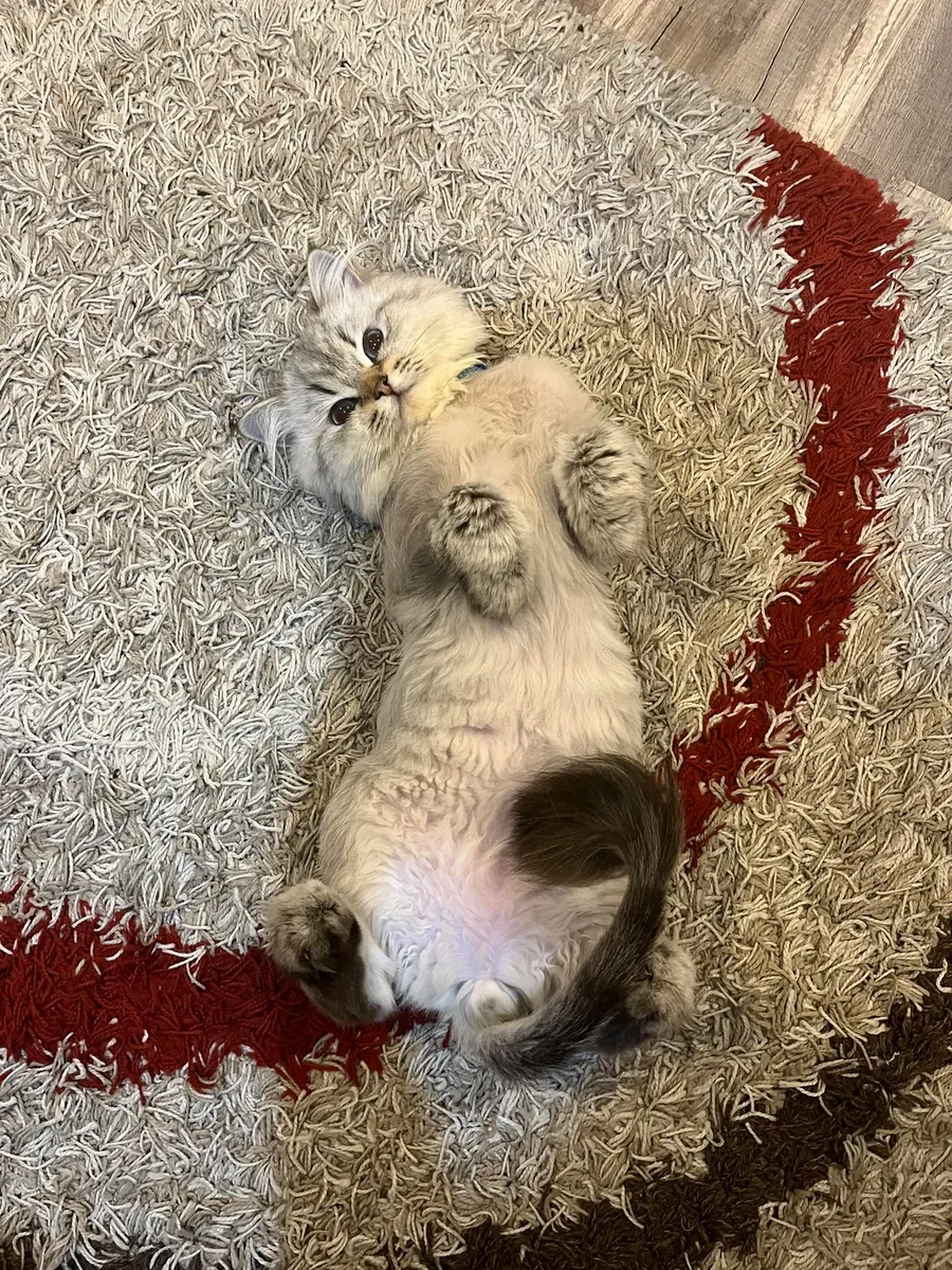 chat de maison calme à poil long britannique