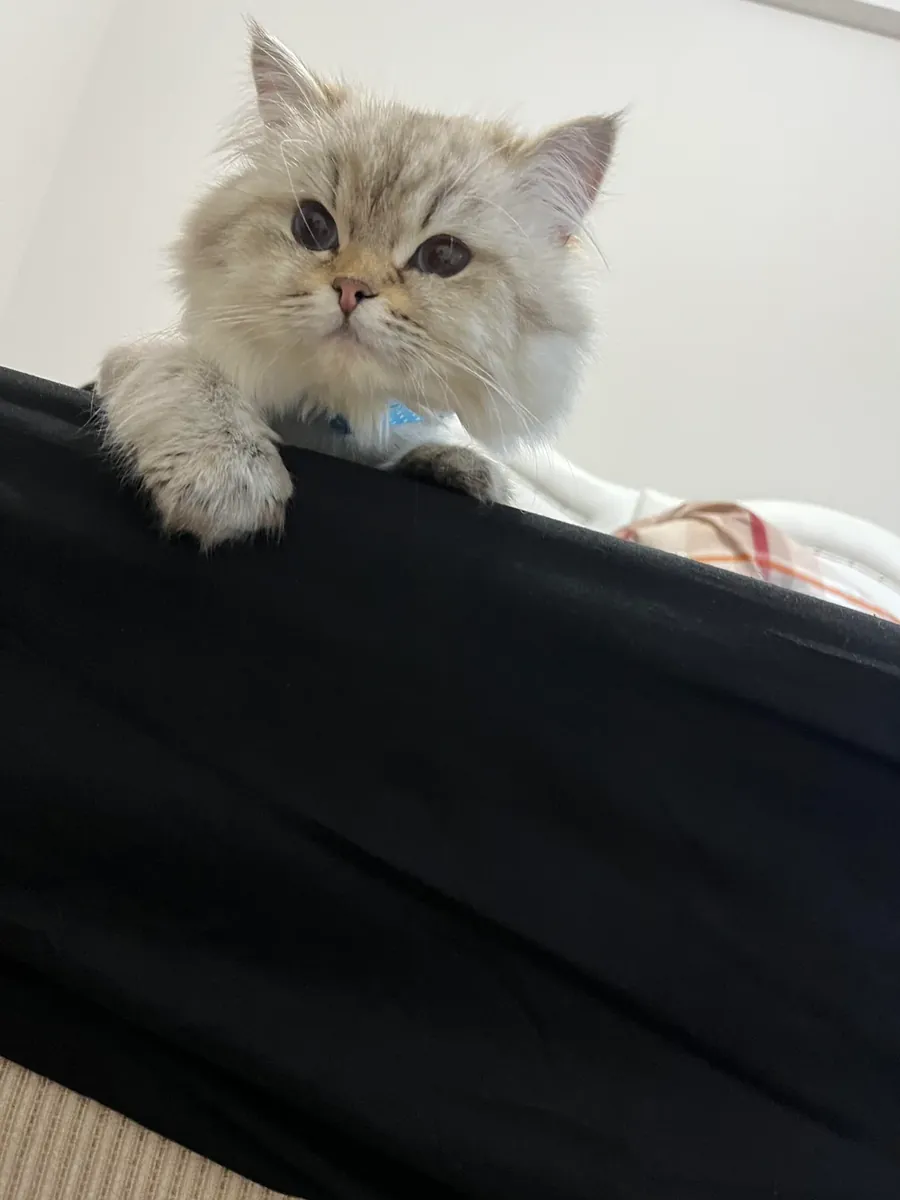 chat de maison calme à poil long britannique