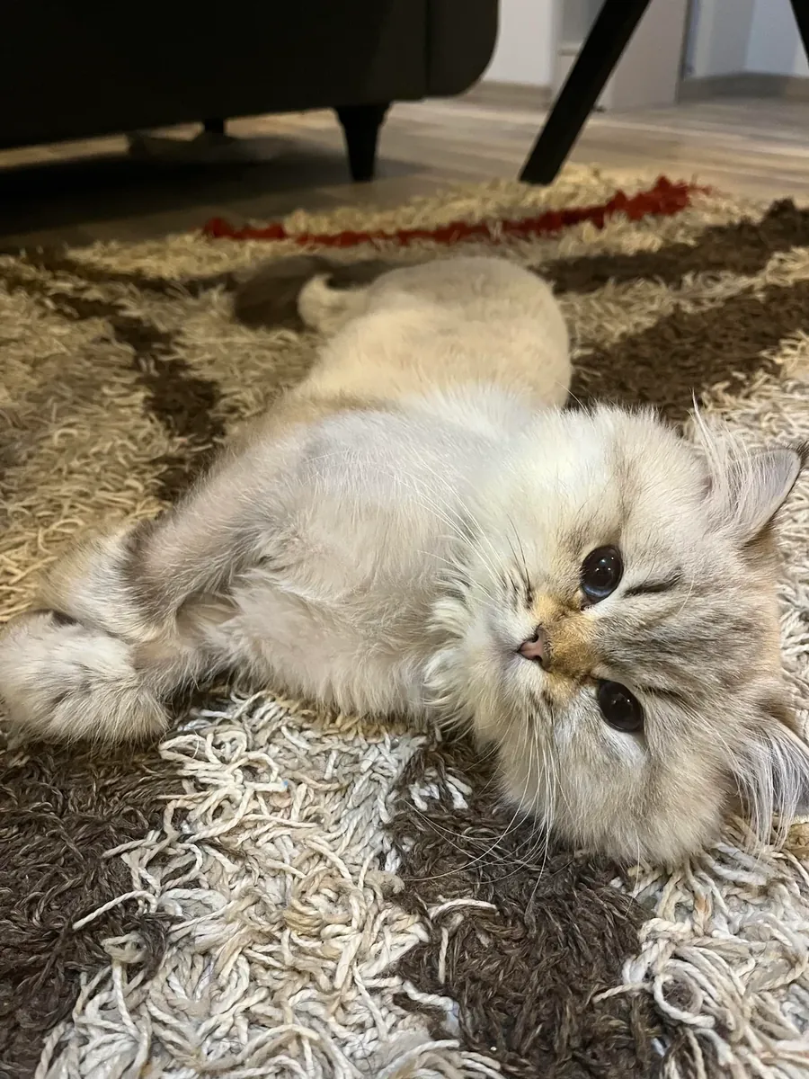 chat de maison calme à poil long britannique