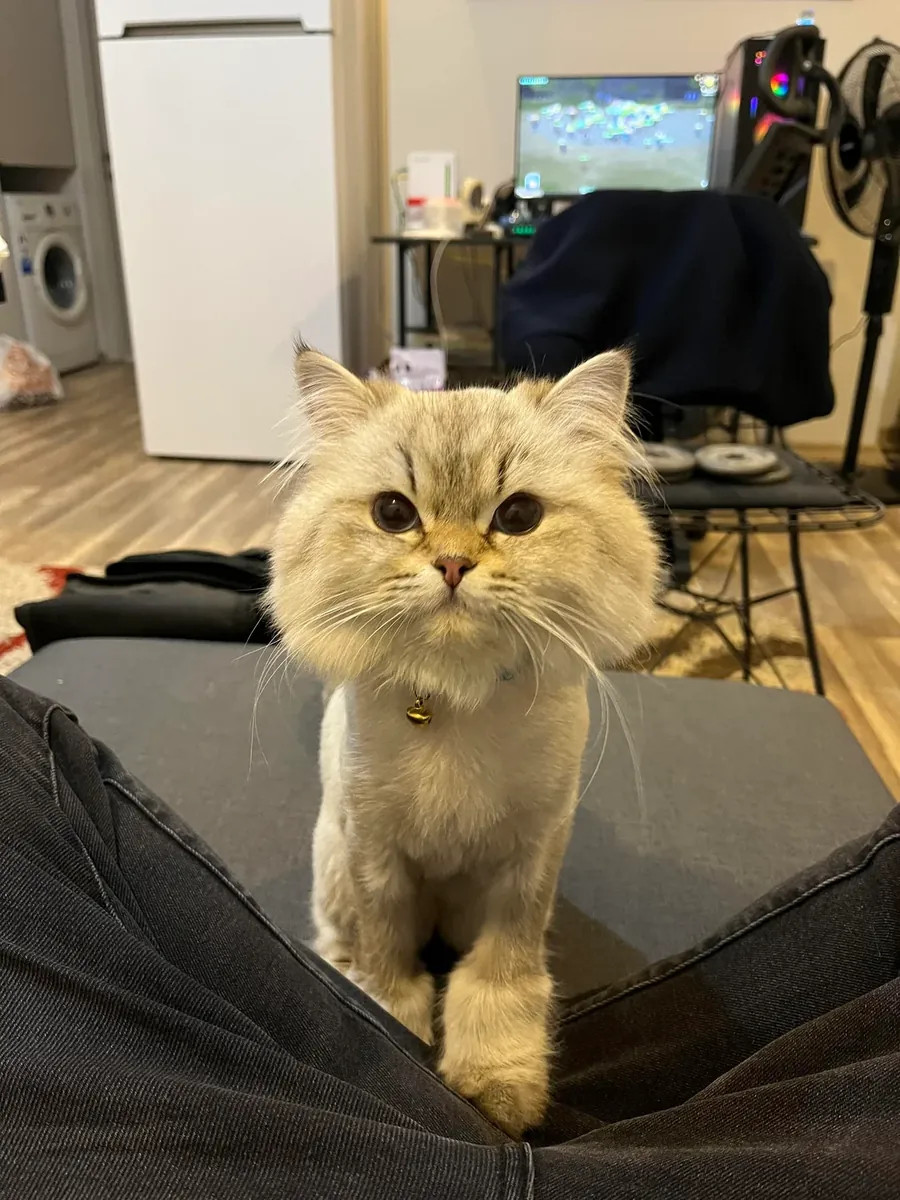 chat de maison calme à poil long britannique