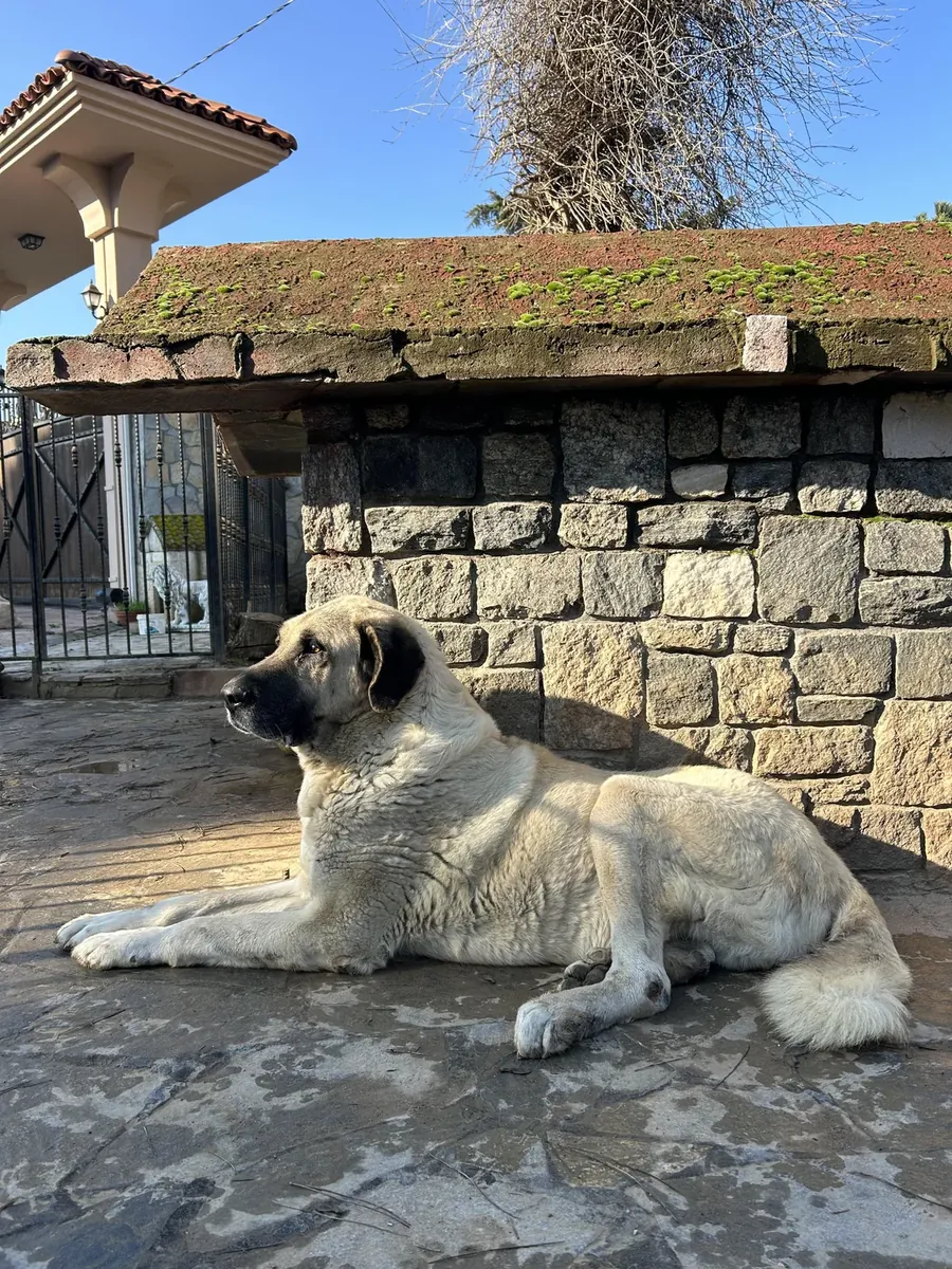 The Kangal dog will be given to a more suitable environment.