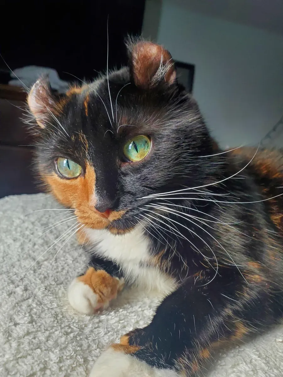 La boucle américaine quitte son habitat habituel.