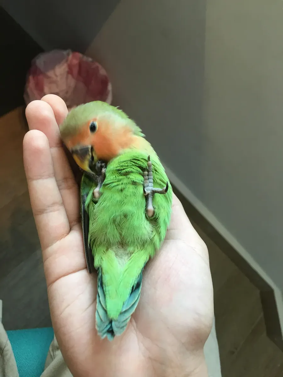 Perruche paradis élevée en milieu domestique
