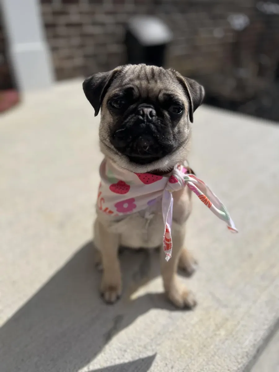 This Pug is used to a home environment and is looking for a new home.
