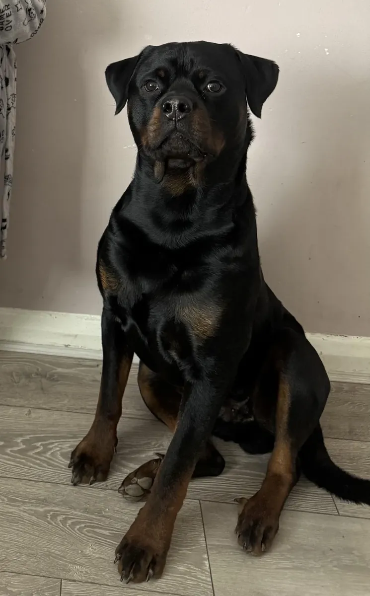 The Rottweiler will be given to a suitable environment.