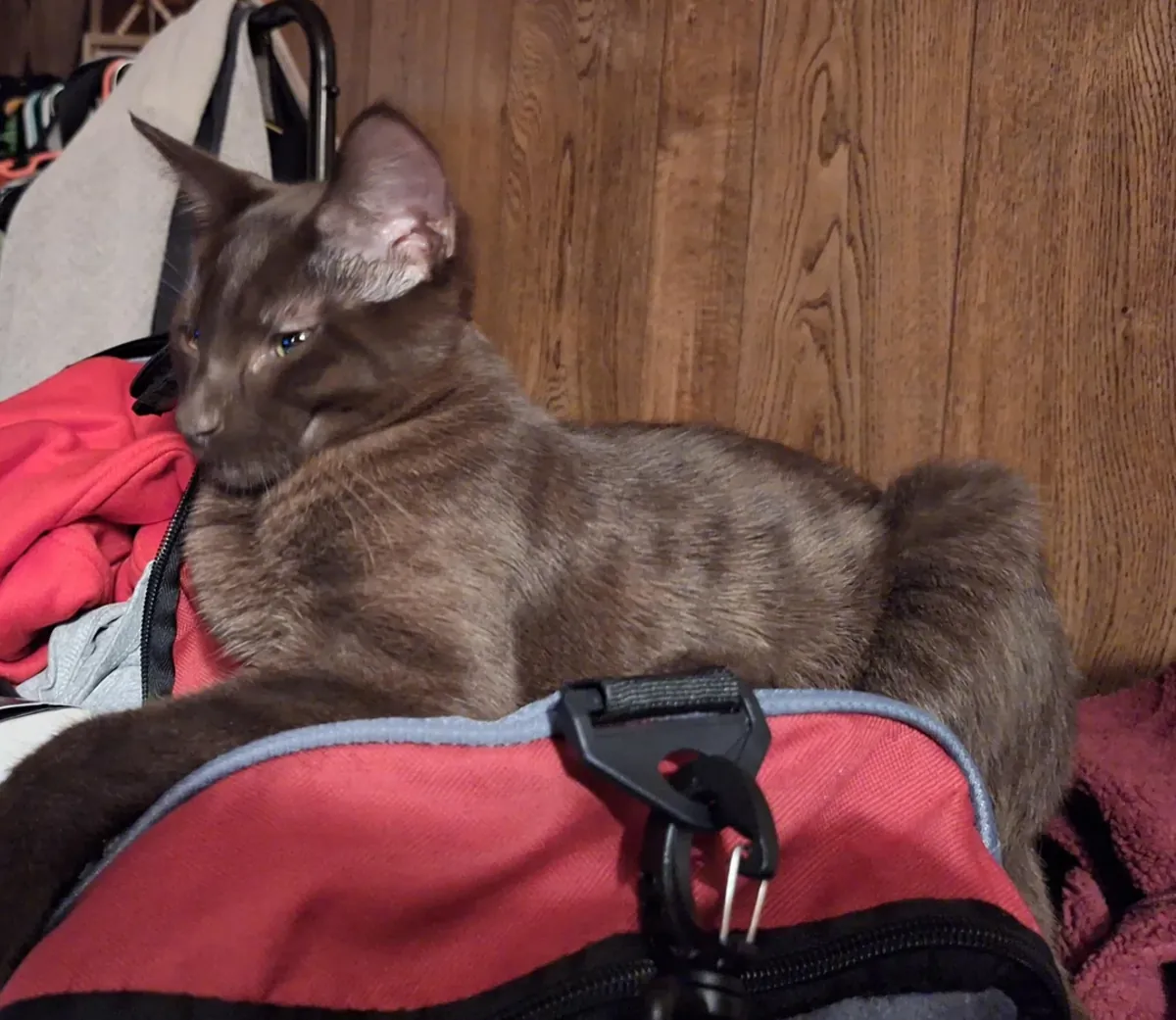 Гавана Браун привыкла к домашней жизни.