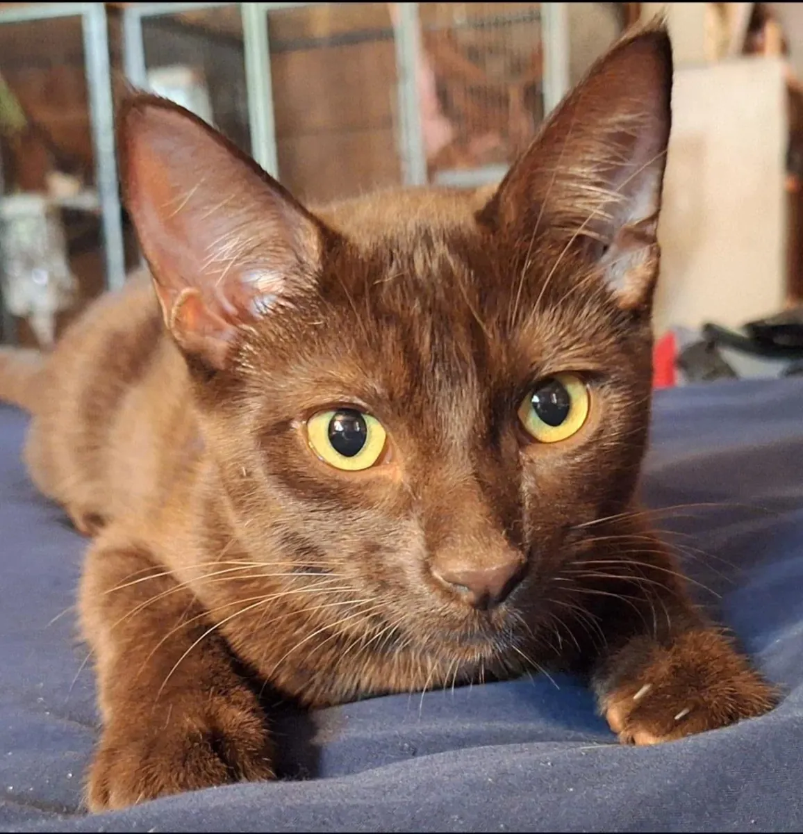 Гавана Браун привыкла к домашней жизни.