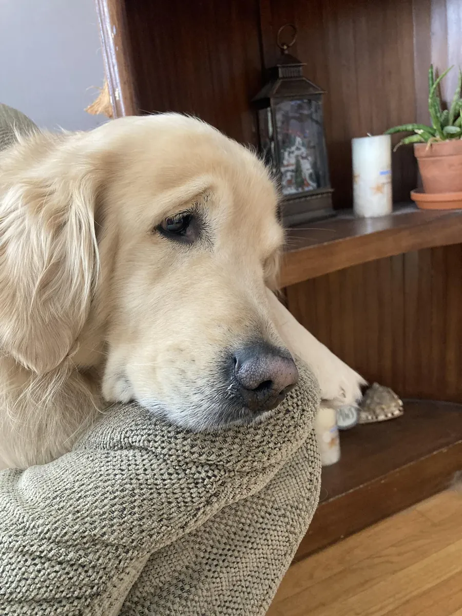 Les golden retrievers sont habitués à un environnement familial.