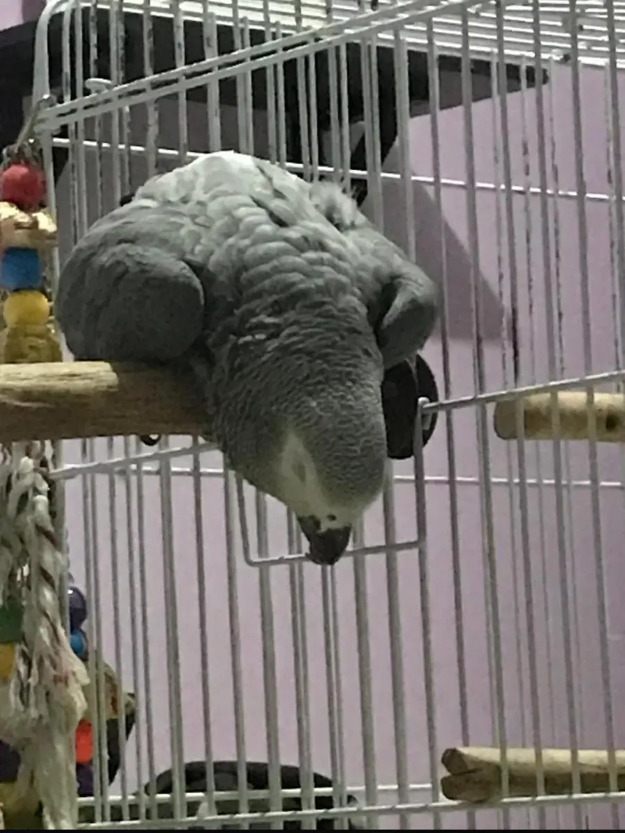 Perroquet amazone élevé en milieu domestique