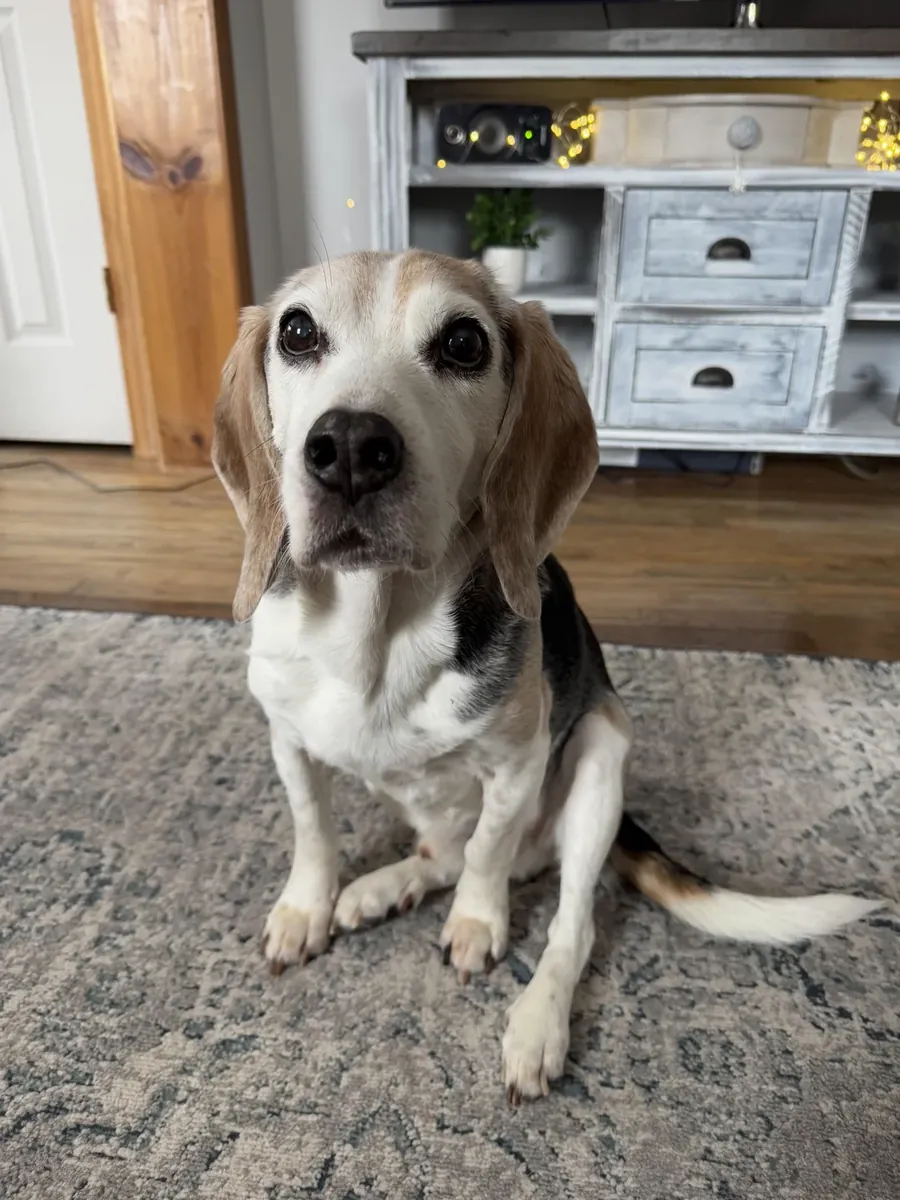 Биглу нужно более активное гнездо.