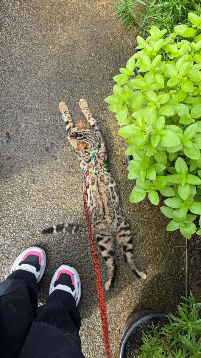 The Bengal cat is leaving its familiar home.