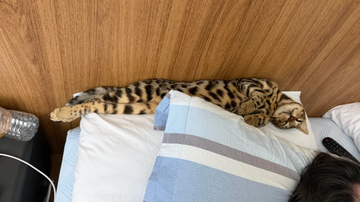 The Bengal cat is leaving its familiar home.