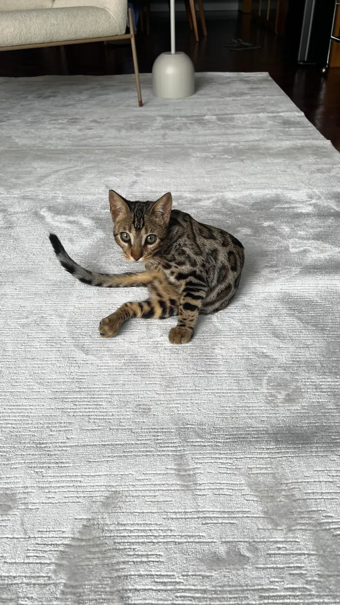 The Bengal cat is leaving its familiar home.