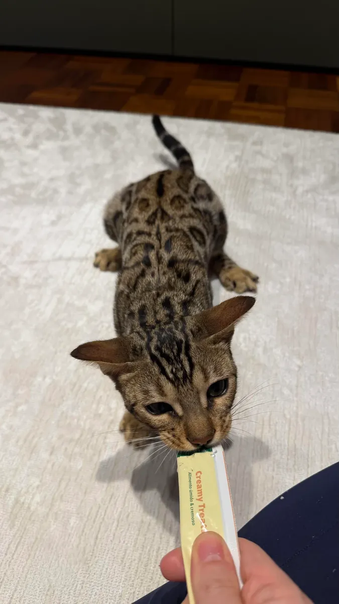 The Bengal cat is leaving its familiar home.