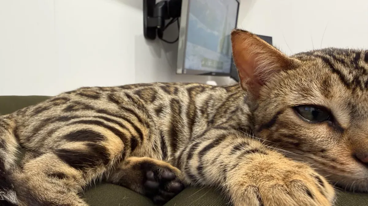 The Bengal cat is leaving its familiar home.