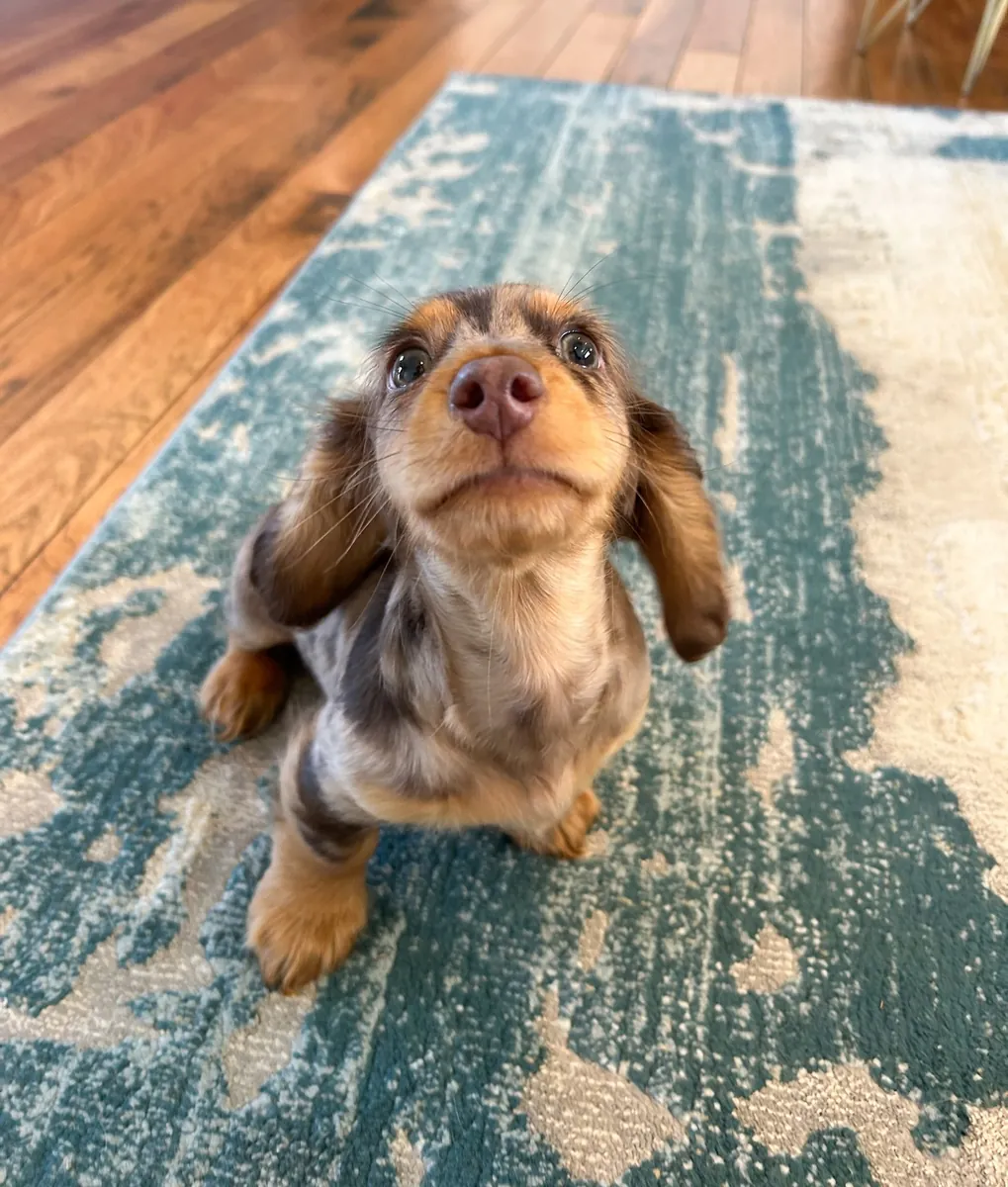 Adoni Dachshund
