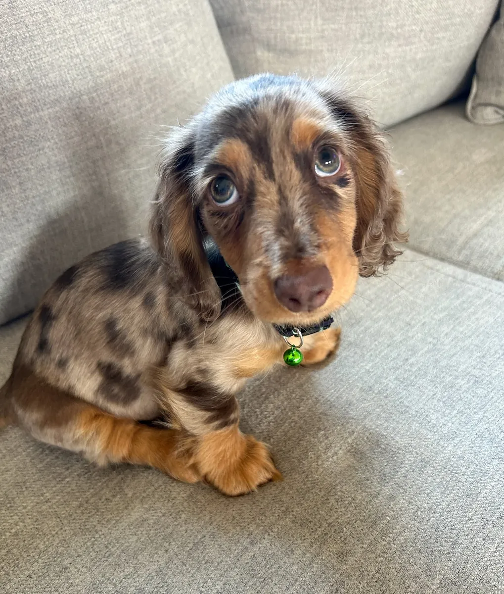 Adoni Dachshund