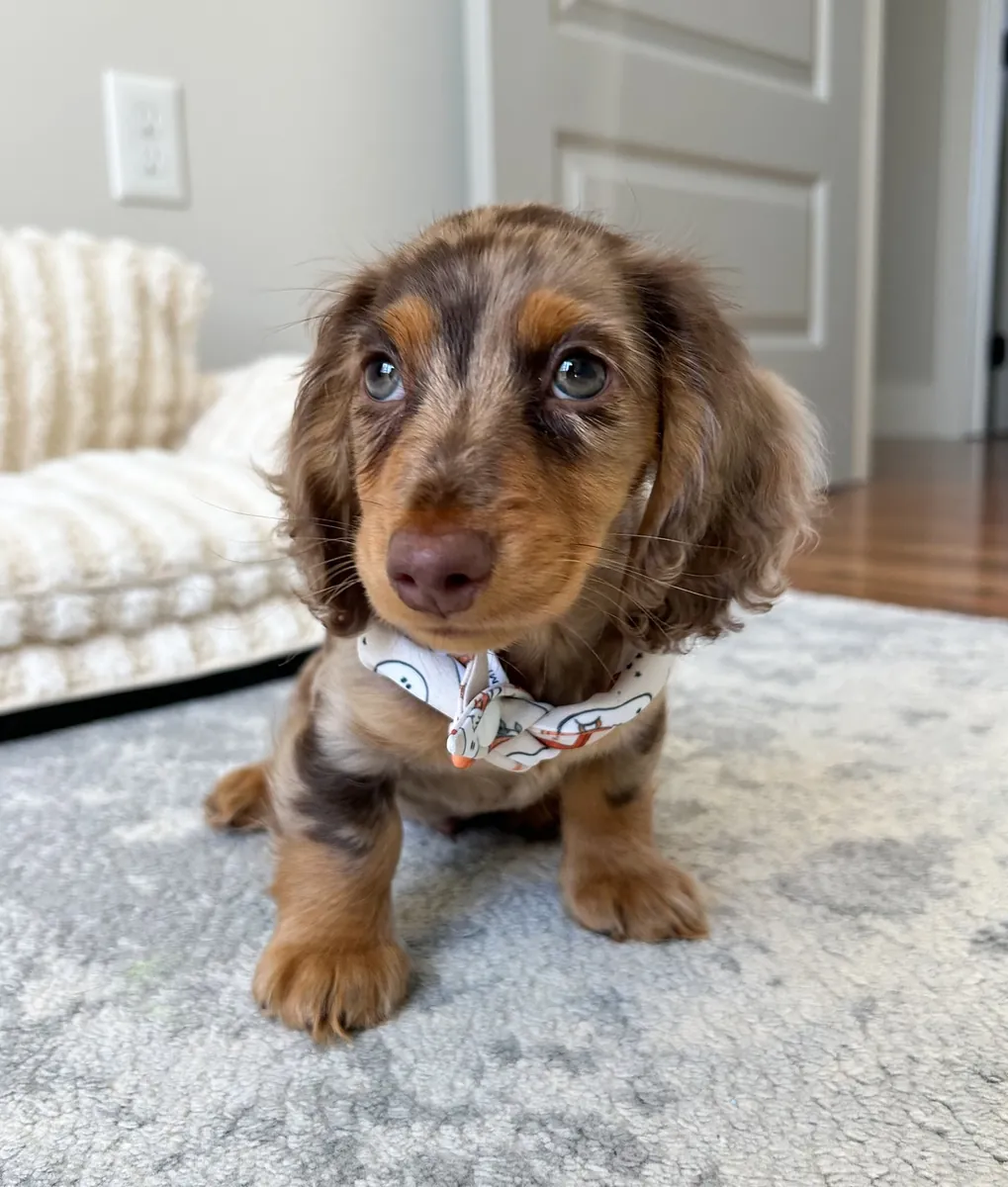 Adoni Dachshund