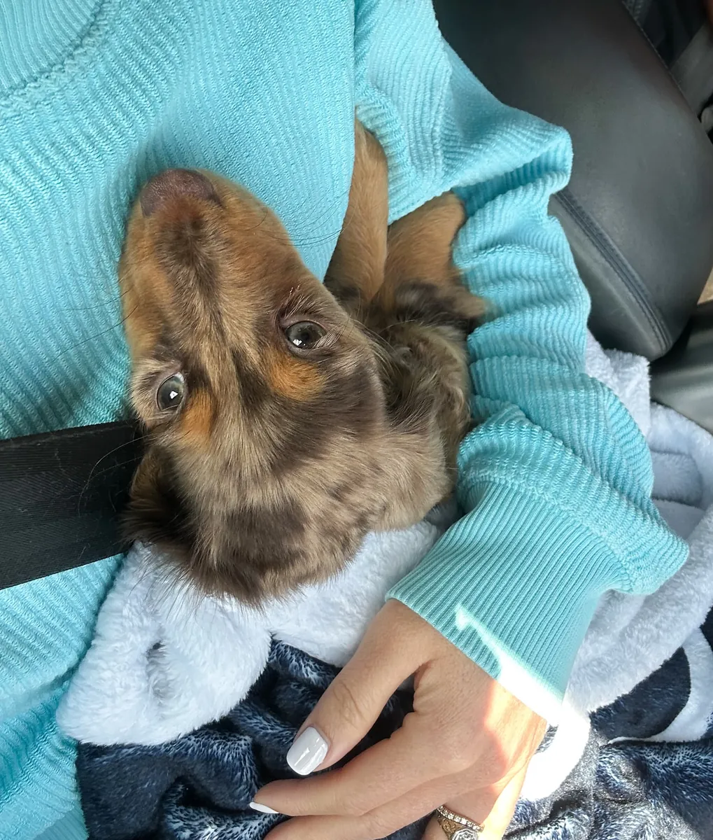 Adoni Dachshund