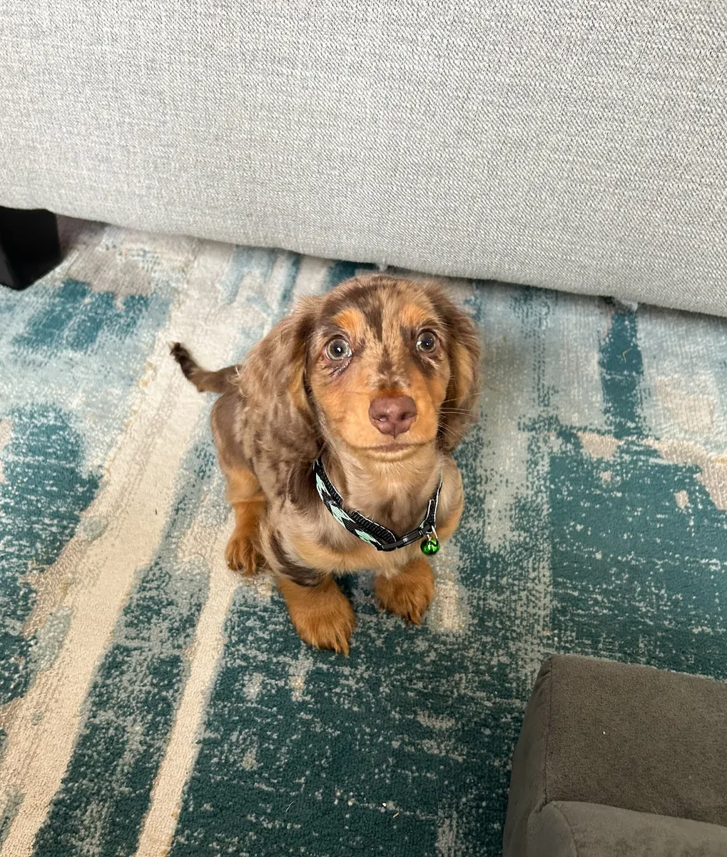 Adoni Dachshund