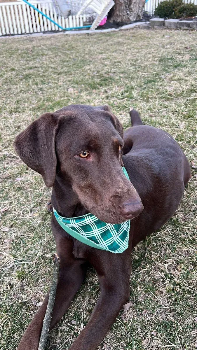 Labrador that just needs more time than we can give