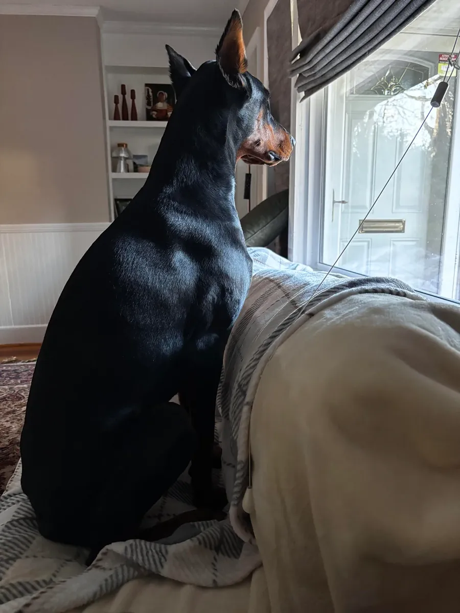 Doberman that’s calmer than you’d expect