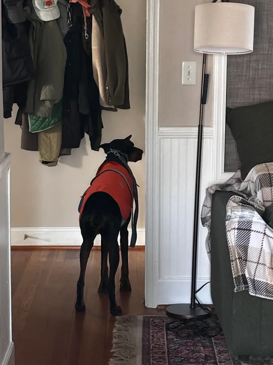 Doberman that’s calmer than you’d expect