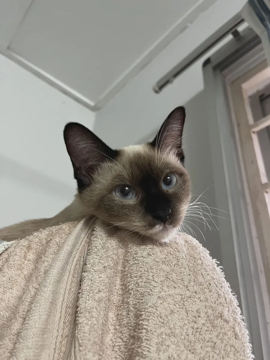 Siamese cat that doesn’t like being alone too long