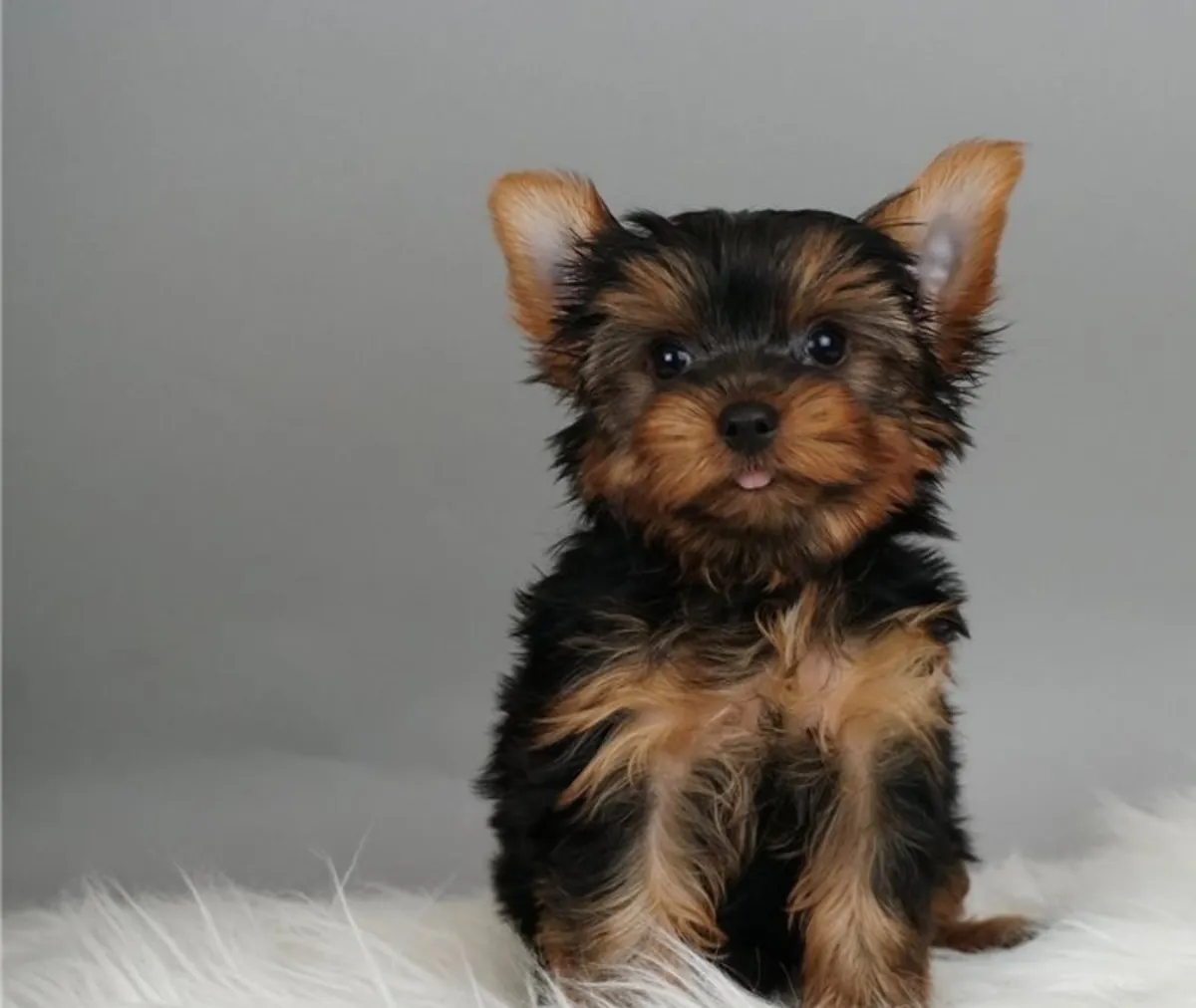 Juguetones cachorros Yorkie buscan hogares definitivos