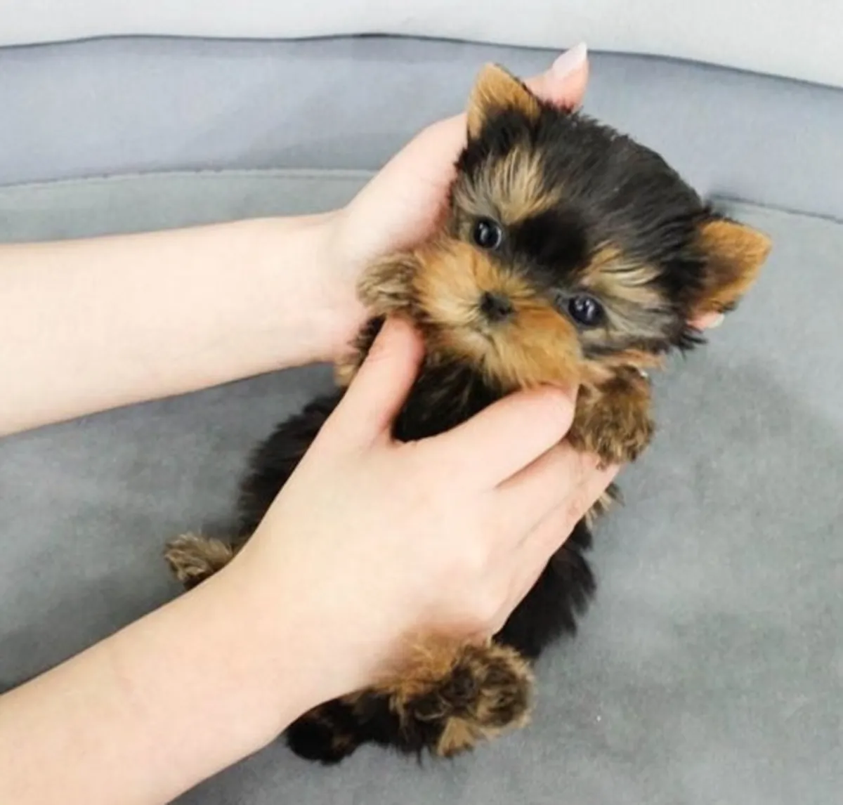 Chiots Yorkie charmants : mâles et femelles disponibles