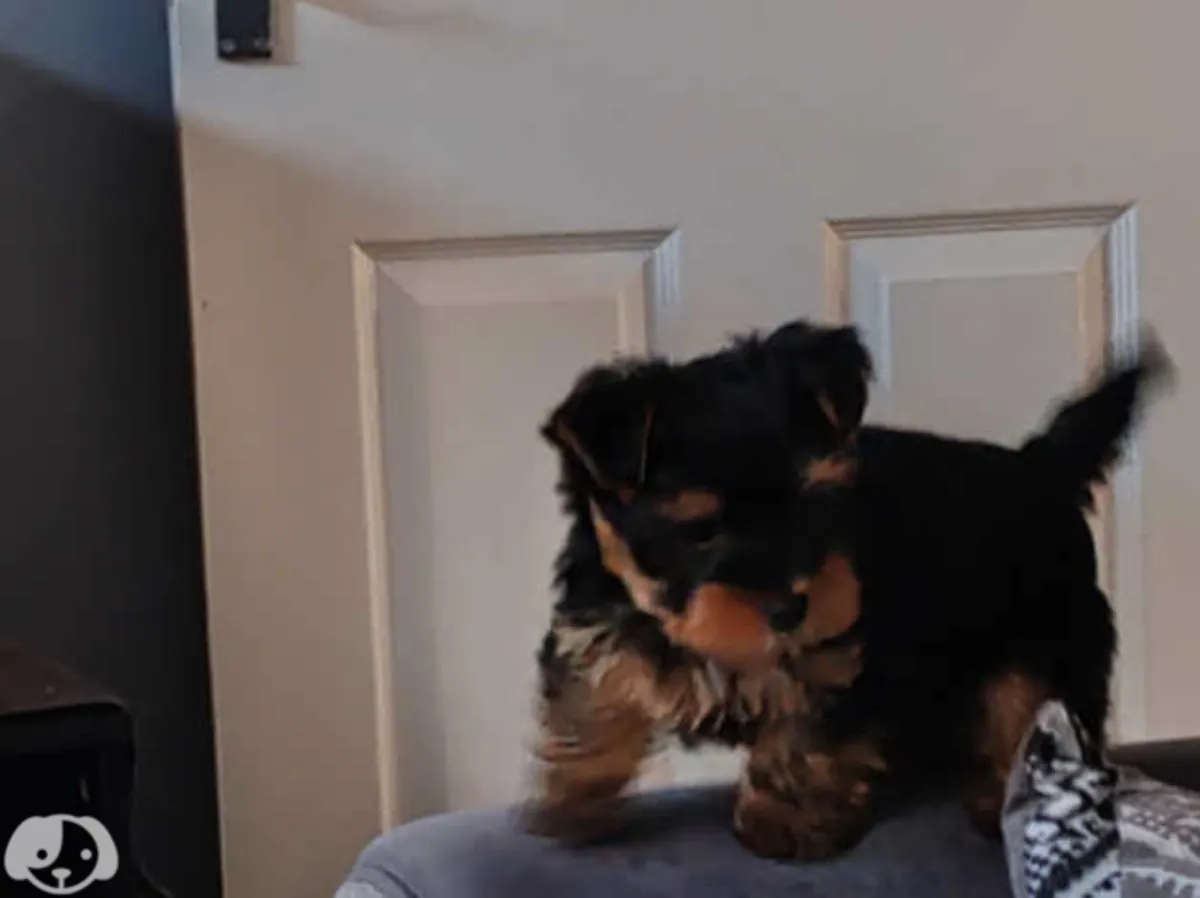 Preciosos cachorros Yorkie buscan familias cariñosas