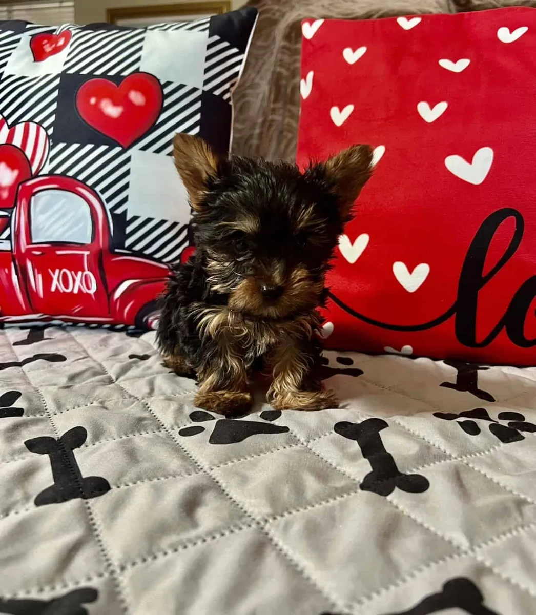 Encantadores cachorros Yorkie buscan hogares cariñosos