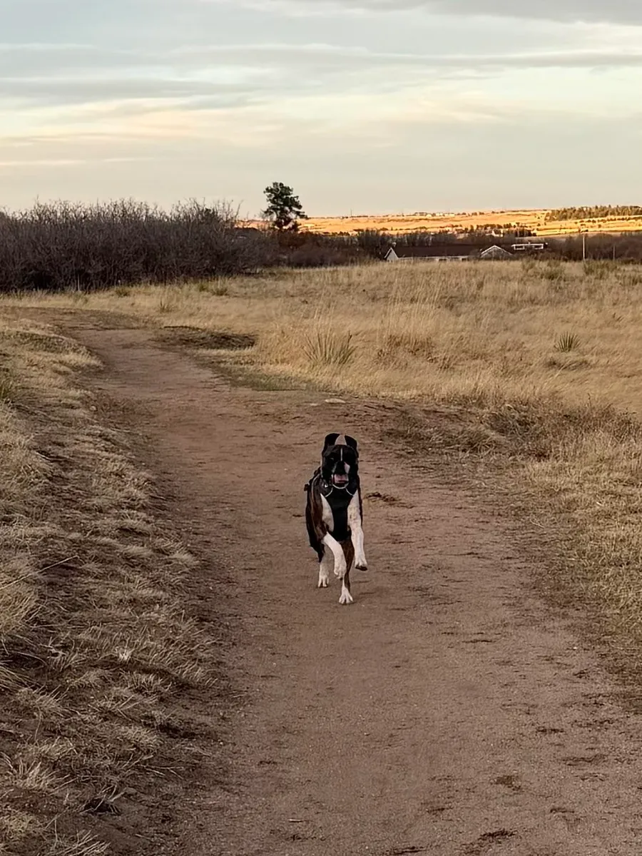Boxer who needs more attention