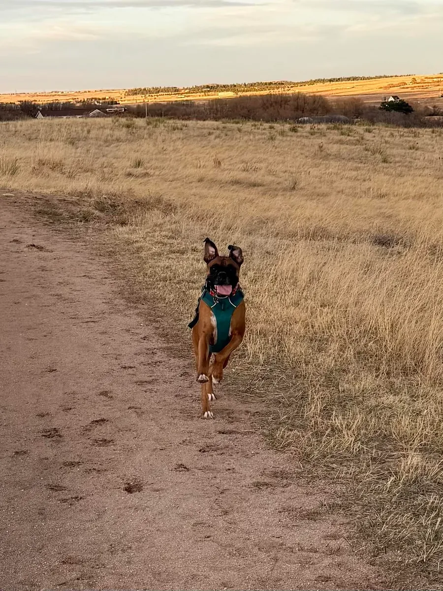 Boxer who needs more attention