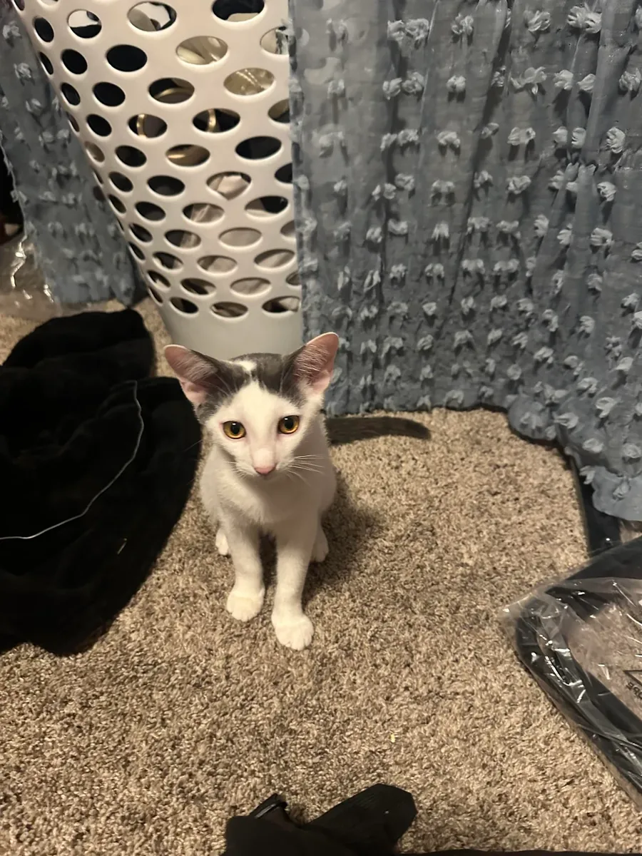 Восточная кошка, которая всё наблюдает