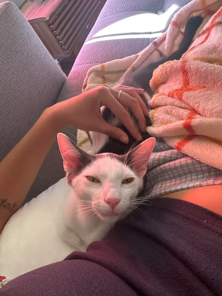 Восточная кошка, которая всё наблюдает