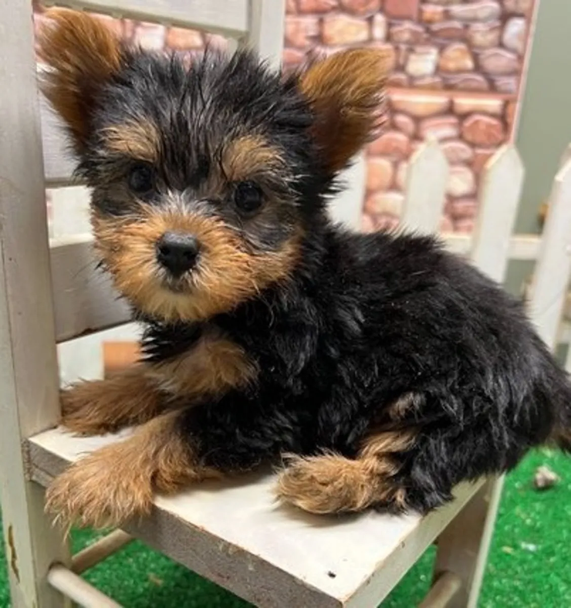 Adorables cachorros Yorkie: machos y hembras disponibles