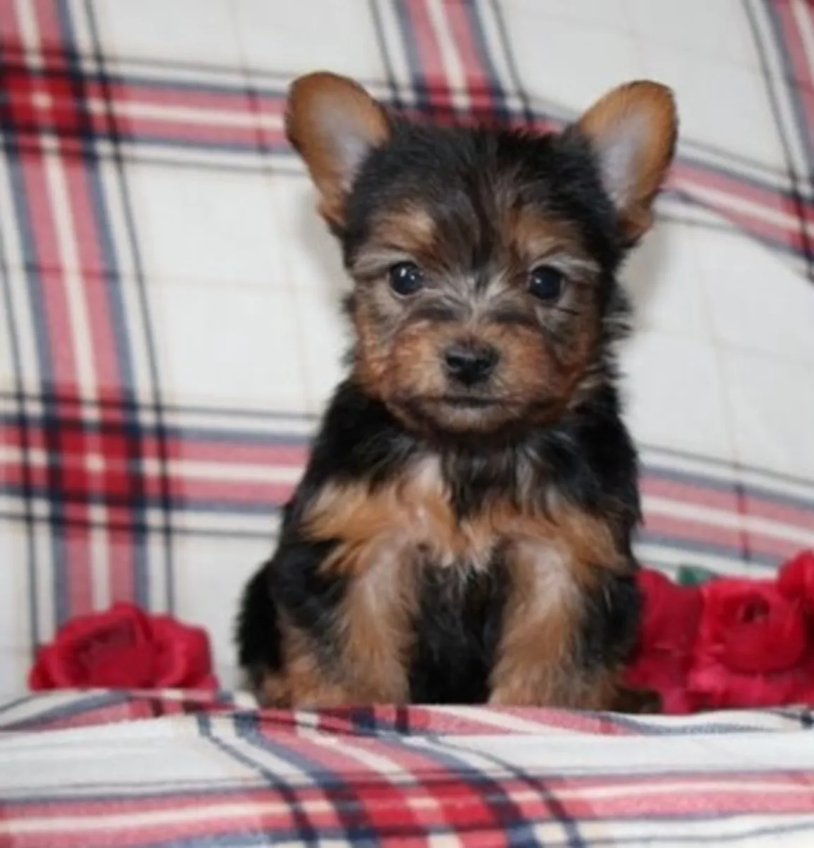 Preciosos cachorros Yorkie buscan hogares amorosos