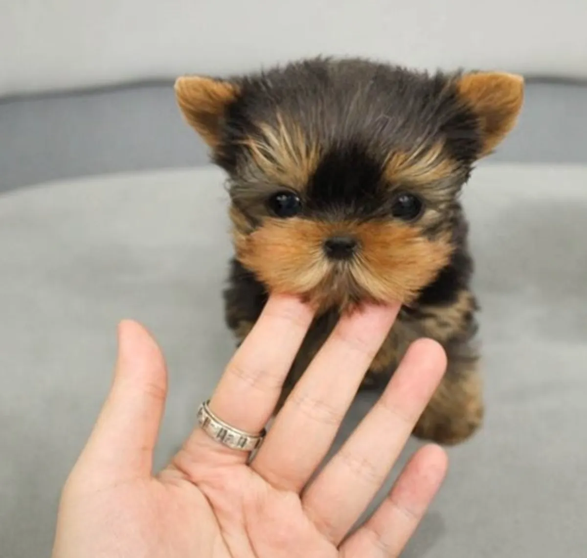 Hermosos cachorros Yorkie (machos y hembras) disponibles