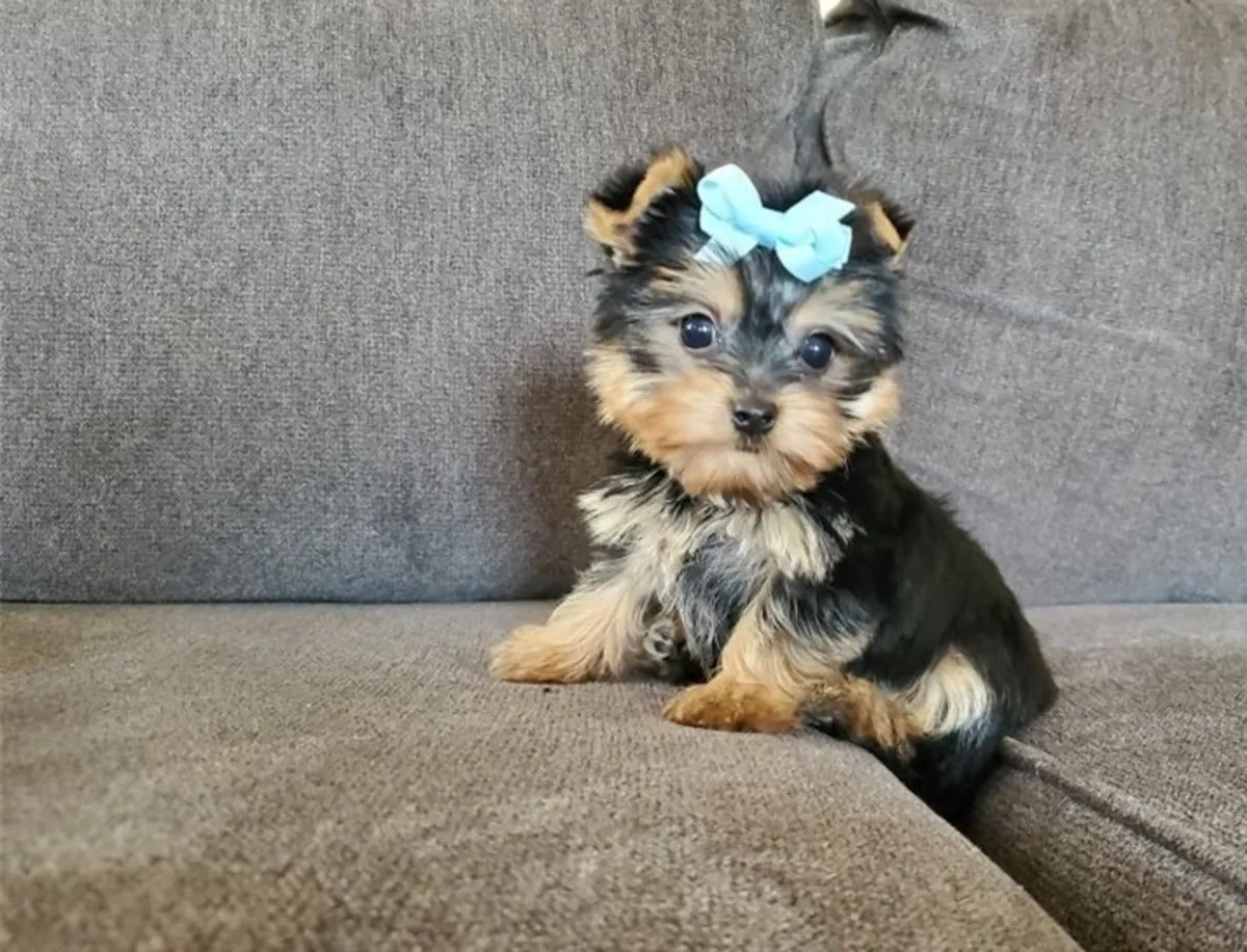 Encantadores cachorros Yorkie: machos y hembras disponibles
