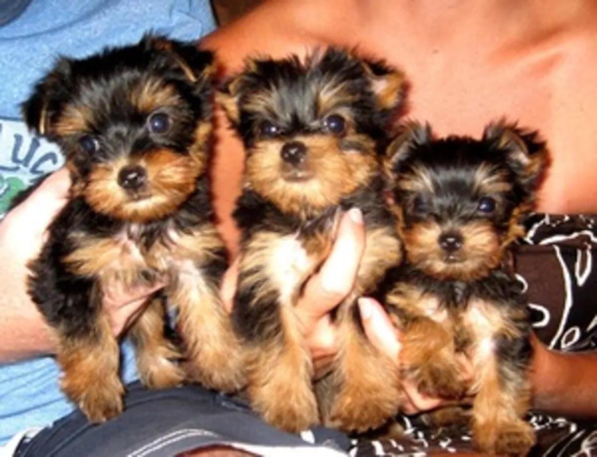 Preciosos cachorros Yorkie buscan familias cariñosas