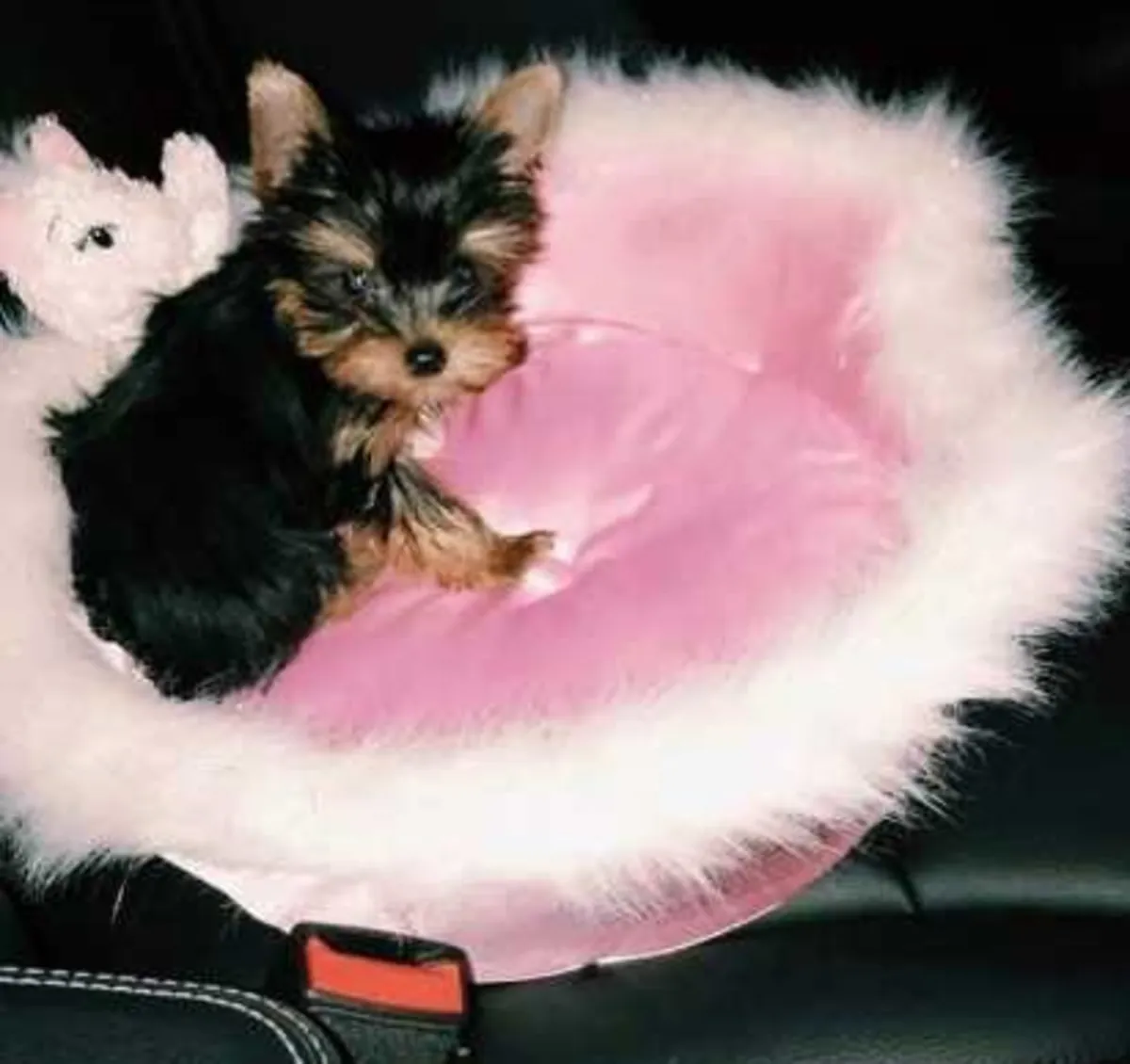 Charmants chiots Yorkie : Trouvez votre nouveau compagnon