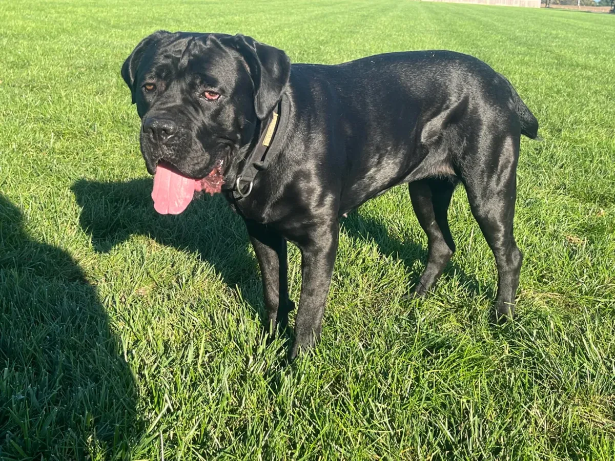 Cane Corso dog for adoption (not for everyone)