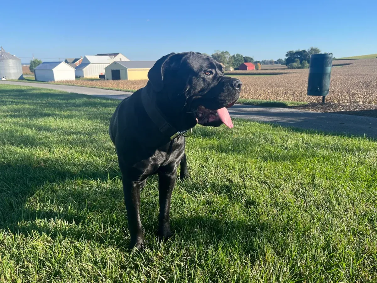 Cane Corso dog for adoption (not for everyone)