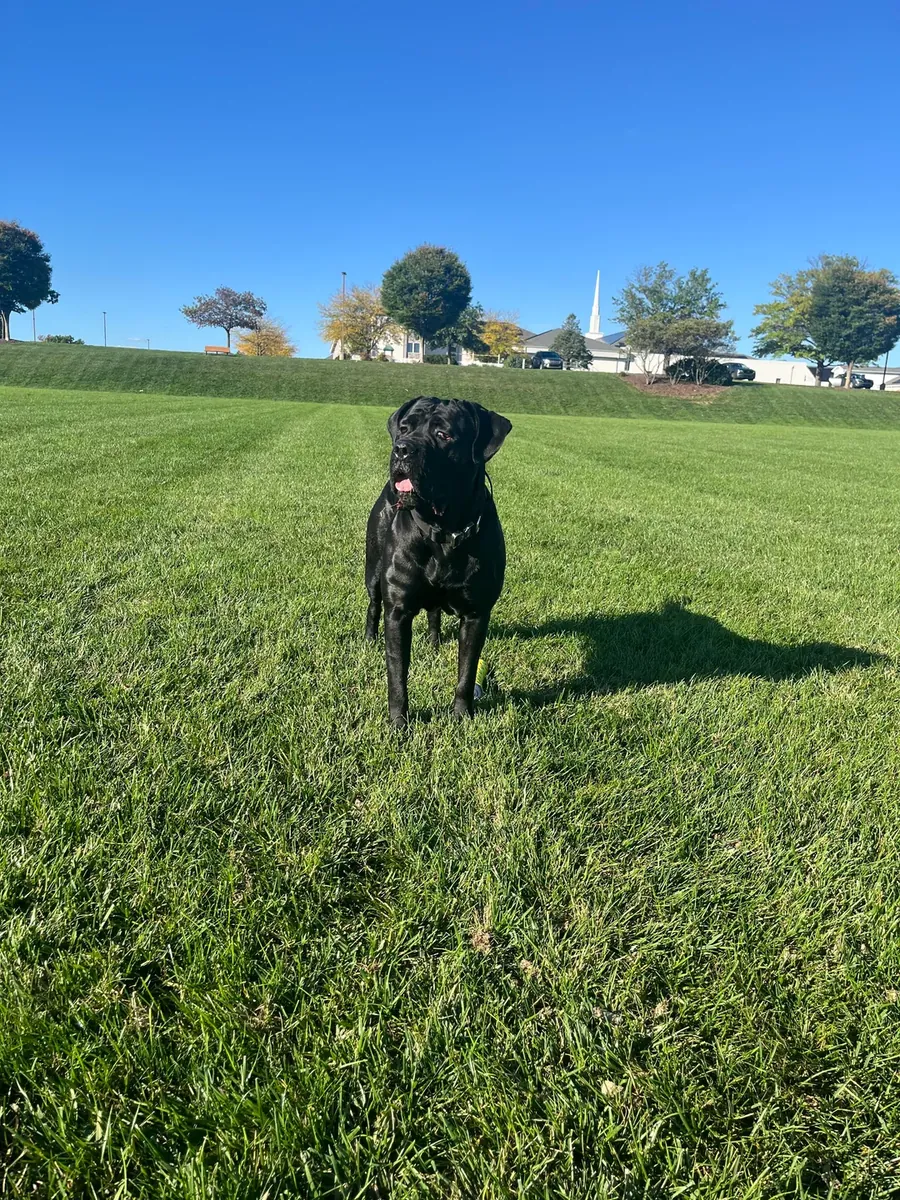 Cane Corso dog for adoption (not for everyone)