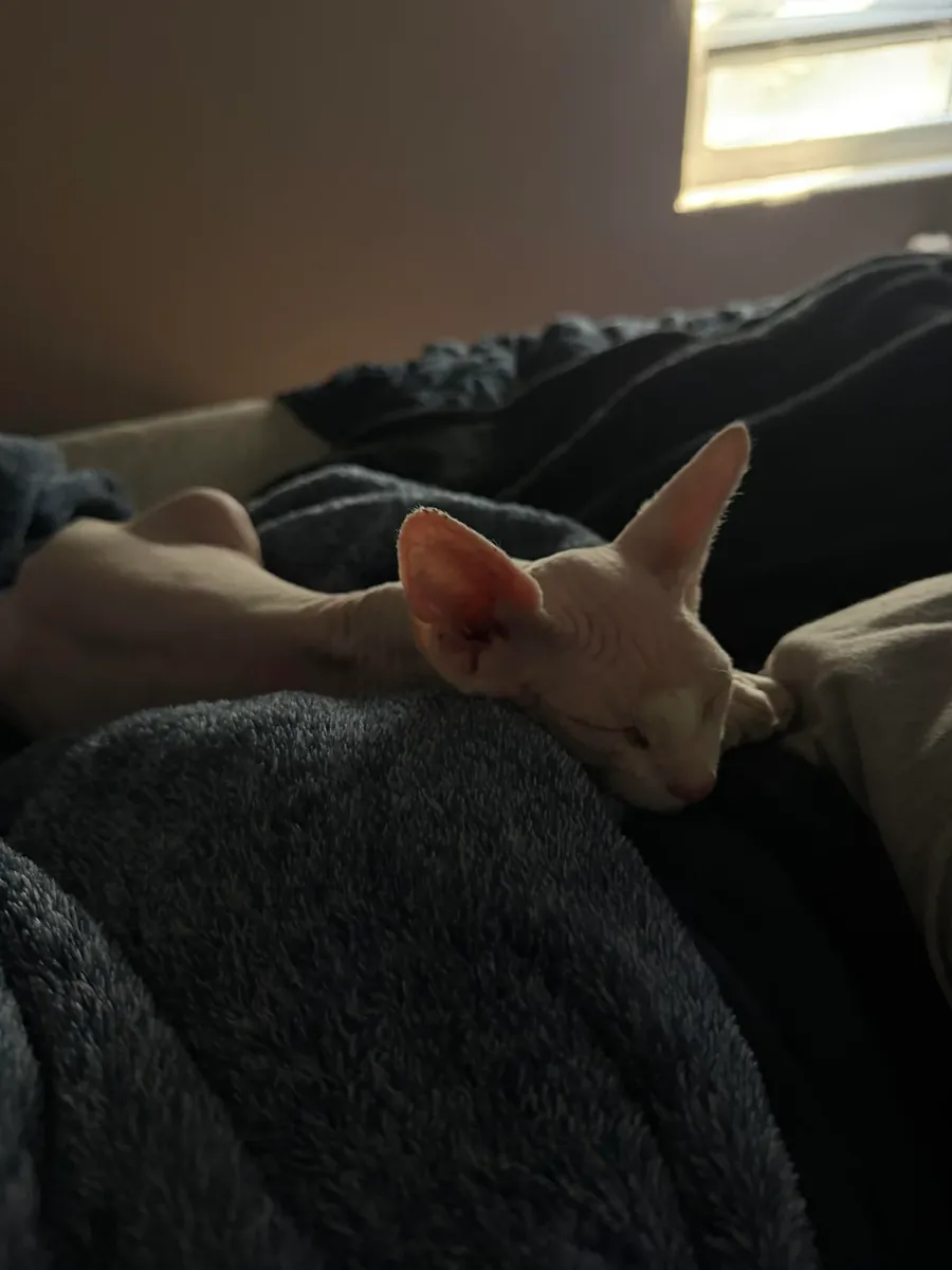 Chat sphynx très proche des gens