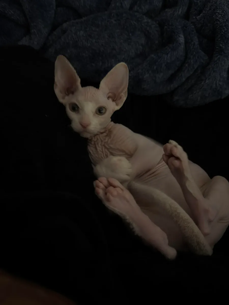 Chat sphynx très proche des gens