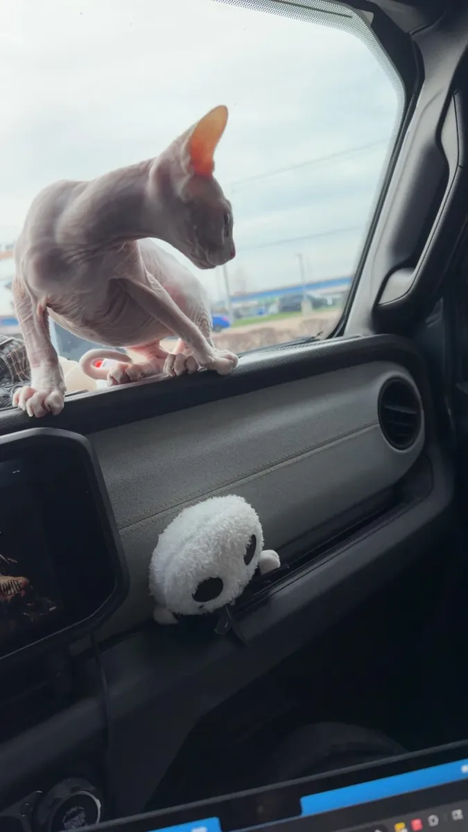 Chat sphynx très proche des gens